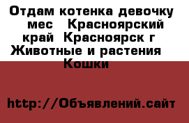 Отдам котенка девочку 4 мес - Красноярский край, Красноярск г. Животные и растения » Кошки   